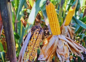 El achaparramiento del maíz en el NOA deja estragos