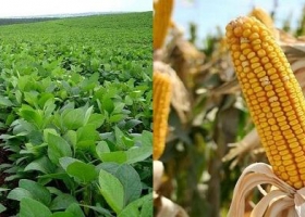 Más de la mitad de la producción de soja y maíz brasileña se ve amenazada por la sequía