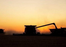 Terminó la cosecha de trigo y es récord: 17 millones de toneladas