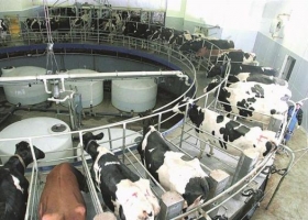 Los costos de los tambos grandes ya son equiparables a los precios de la leche