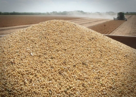 Sigue trabada la fijación de valor para más de un millón de toneladas de soja en Rosario