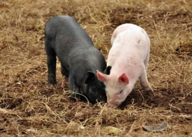 Porcinos: la situación del sistema agroalimentario argentino