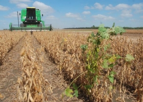 Por la sequía en varias zonas agrícolas, podría quedar sin sembrar hasta 120.000 hectáreas con soja
