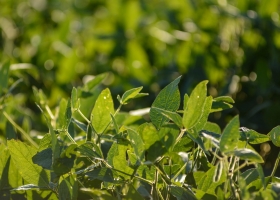 Los cutivos de soja atraviesan el período crítico de crecimiento en buenas condiciones