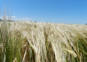 La cebada con ventajas sobre el trigo en la campaña 2024/25