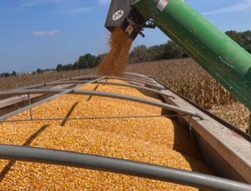 Los agroexportadores dicen que se corre peligro de perder el 60% de los mercados para el maíz por el uso indebido de un agroquímico