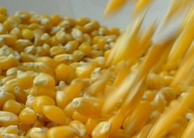 Entre Ríos: la producción de maíz sería 40% superior a la campaña pasada