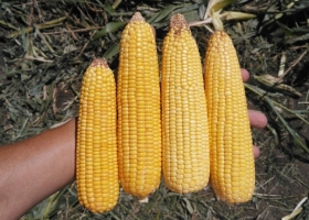 Con el combo integrado por el planchazo del precio del maíz más los altos costos de fletes llegó la revancha para los planteos ganaderos extrapampeanos