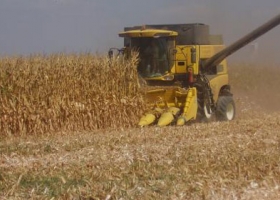 Ya se cosechó el 65% de del maíz pero la soja viene lenta