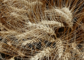 Ventas adelantadas de trigo marcan un nuevo récord
