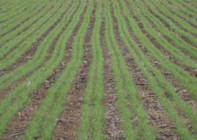 Por las lluvias excesivas está en riesgo el cumplimiento de la siembra programada de trigo 2017/18