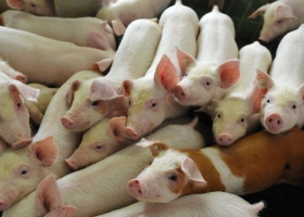 La cría porcina fue el principal sector beneficiario de la línea “galpones” con una tasa subsidiada del 14%