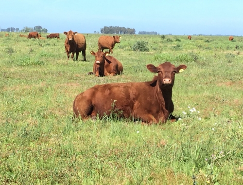 El Bienestar animal y las buenas prácticas en el Congreso Ganadero 2019