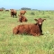 El Bienestar animal y las buenas prácticas en el Congreso Ganadero 2019