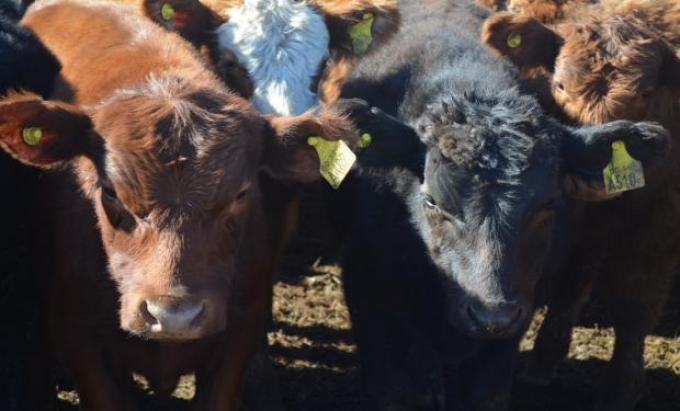 De Angeli propone crear créditos a valor producto para la ganadería 