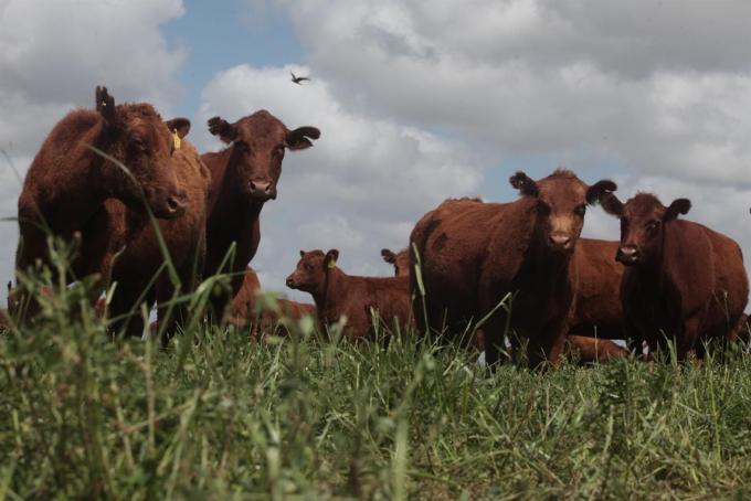 Fracasó el TLC con la Unión Europea: para que China se transforme en el socio natural del Mercosur se requiere terminar con el verso proteccionista