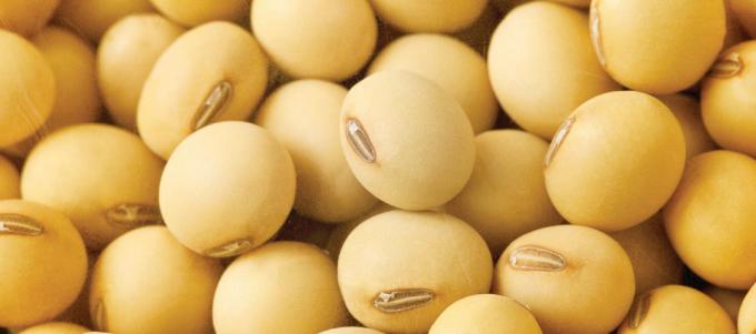 Avanza la posibilidad de igualar el IVA cereal con el IVA semilla