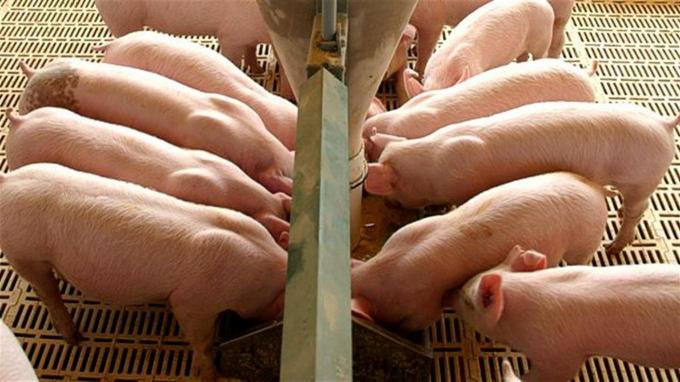 Cómo recuperar los saldos a favor en el IVA con la actividad porcina