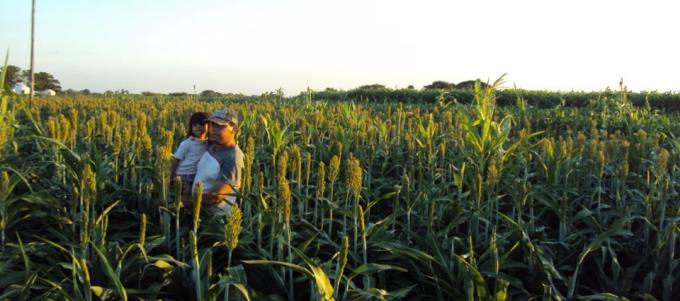 En Entre Ríos un productor necesita 4,6 kg/ha para cubrir los costos en sorgo