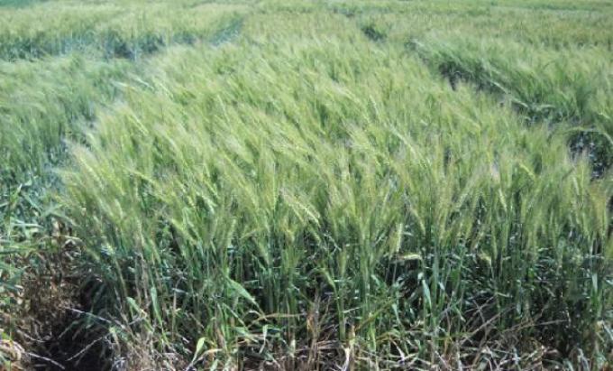 Mejoramiento genético: presentan nuevas variedades de trigo pan