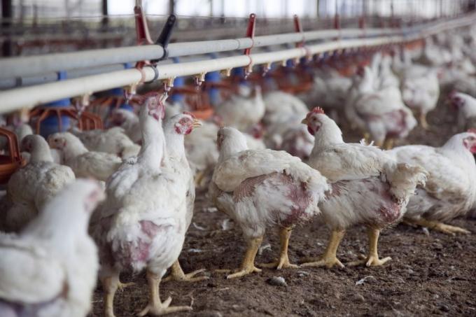 Avicultores afirman que cobran el kilo de pollo un 32% por debajo del costo de producción