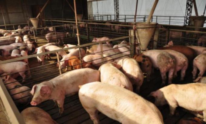 Avanza el Plan de Agroindustria para pequeños productores porcinos