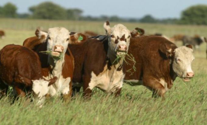 En 2018 habrá datos agropecuarios
