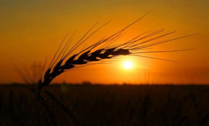 Brasil abriría un cupo de 750.000 toneladas para importar trigo sin aranceles fuera del Mercosur