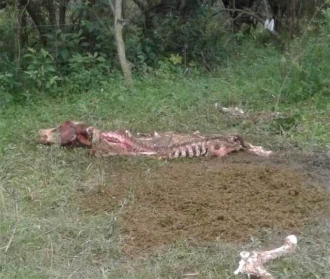Inseguridad rural: alerta en Santa Fe por el crecimiento de los casos de abigeato