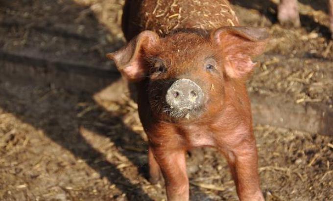 Modifican el ADN de los chanchos y logran carne de cerdo con menos grasa