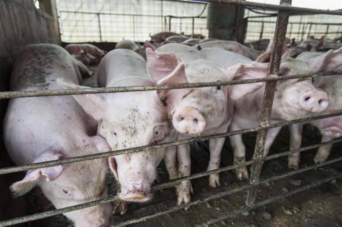 Carne porcina: la Argentina envía a EE.UU. un informe sobre la importación