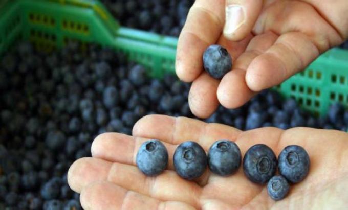 Arándanos argentinos: récord de exportación por vía marítima