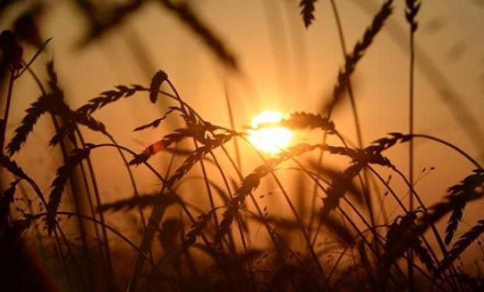 Argentina volvió a producir trigo: ahora necesita urgente una política triguera