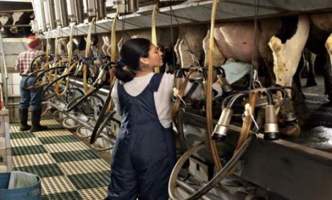 Estiman que la producción de leche en 2017 va a ser menor que el año anterior