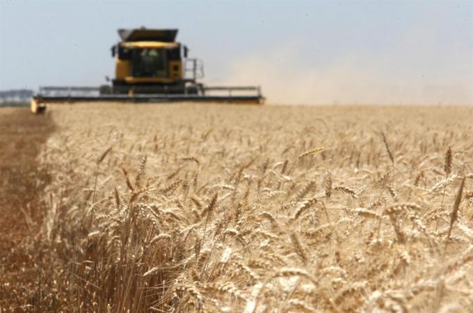 Trigo: lograron un rinde promedio de 7600 kilos en el sudeste cordobés