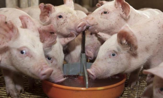 Para seguir creciendo, la producción porcina necesitaría inversiones por US$ 770 millones hasta 2022