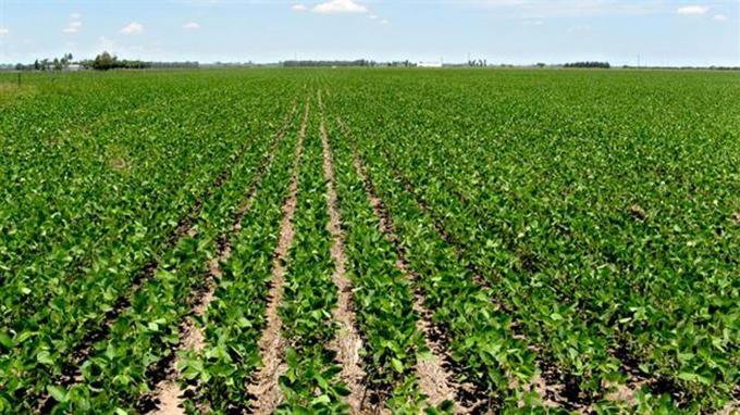 Alertan que es baja la devolución de retenciones a productores de soja del Norte