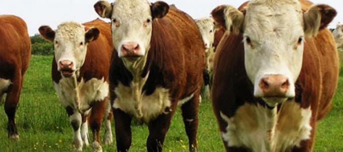 Se constituyó la Mesa Argentina de Carne Sustentable