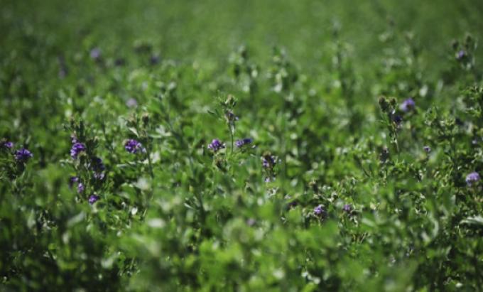 El heno de alfalfa se posiciona en el mercado mundial