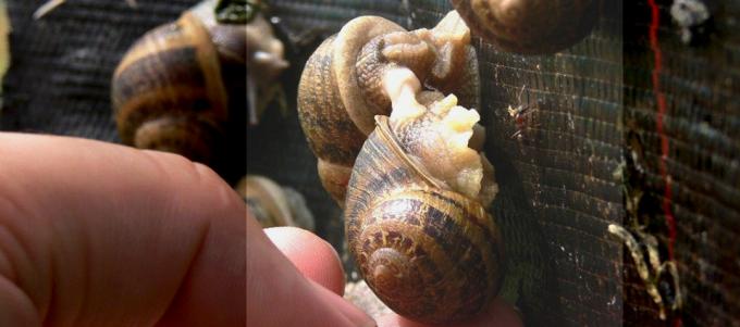 Todo sobre la cría de caracoles, un nicho para exportar al mercado europeo