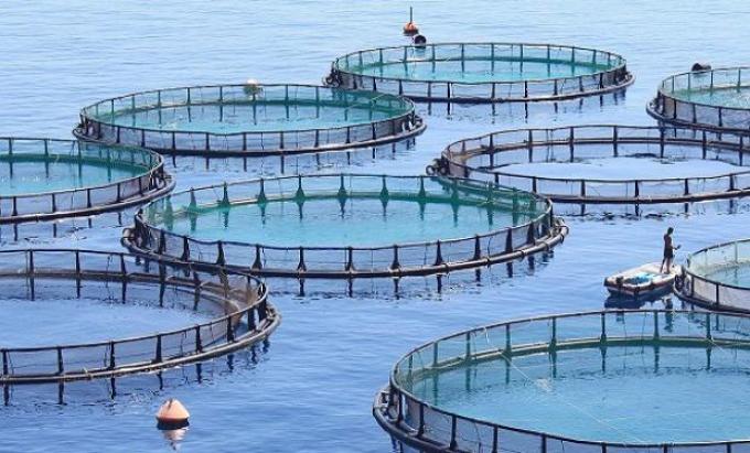 Acuicultura argentina: un sector en crecimiento que se encamina a ser protagonista