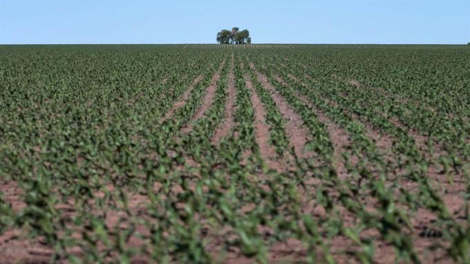 Campaña: la falta de agua golpea al maíz en parte del norte bonaerense