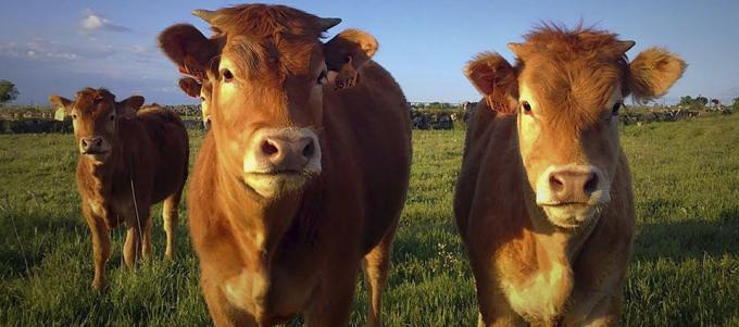 Restringirán movimientos de animales a quienes no hayan vacunado contra carbunclo bovino