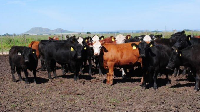 Impacto del estrés térmico en los feedlots durante el verano 