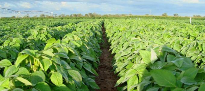 220 kilos más de soja por hectárea con aplicación foliar de micronutrientes