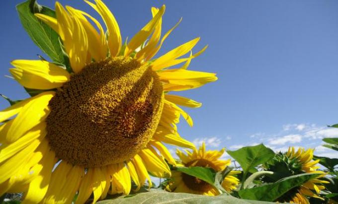 La cosecha de girasol alcanza el 11,4% y el rinde promedio es de 20,3 quintales