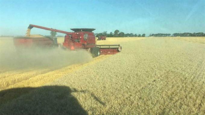 El trigo 2017/2018: alto rinde, baja proteína