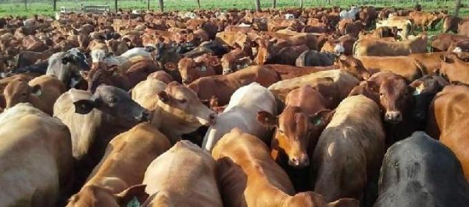 CREA prevé precio sostenido de los animales a faena en 2018