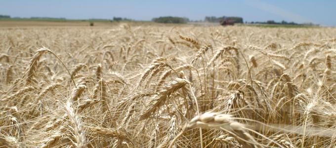 Agroindustria conformó la Mesa de competitividad del trigo