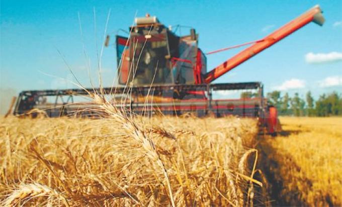 Trigo: rindes 15% menores y márgenes brutos negativos para algunos productores de Santa Fe